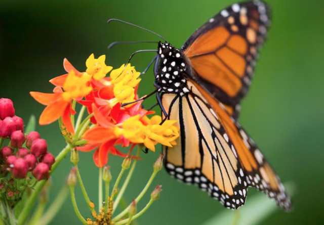 Ngày sinh Âm lịch kết thúc bằng số 9 hiểu rất rõ nguyên tắc hoãn thỏa mãn, sẵn sàng từ chối lợi ích trước mắt để theo đuổi mục tiêu dài hạn. Ảnh minh họa