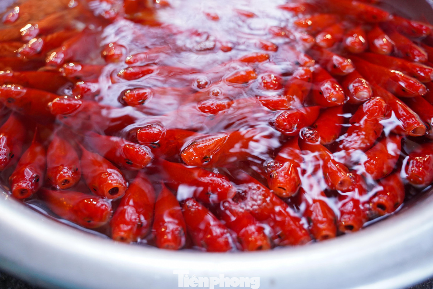 Người Hà Nội tất bật sắm lễ cúng tiễn ông Công, ông Táo - 10