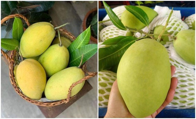 Xoài là một trong những loại quả có giá trị dinh dưỡng cao, được xếp trong danh sách 21 loại quả tốt nhất thế giới.