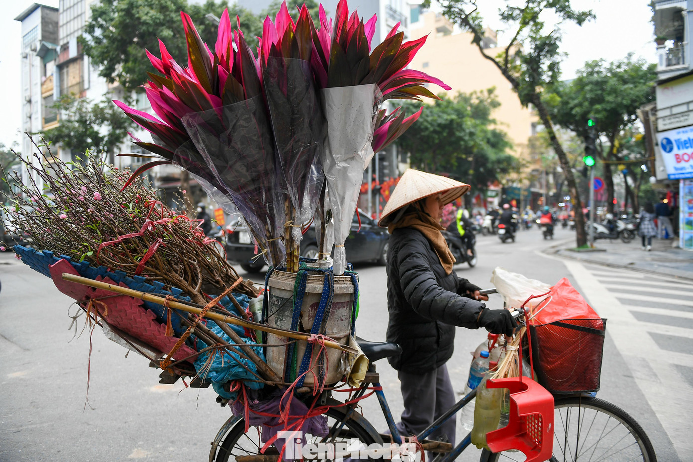 Từ các chợ hoa, từng chuyến xe máy, xe tải nhỏ chở đầy đào, quất nối nhau rời phố cổ, tỏa đi khắp nội thành.