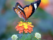 Eva tám - Số cuối ngày sinh Âm lịch tiết lộ người khôn ngoan: Càng lớn tuổi càng phát tài