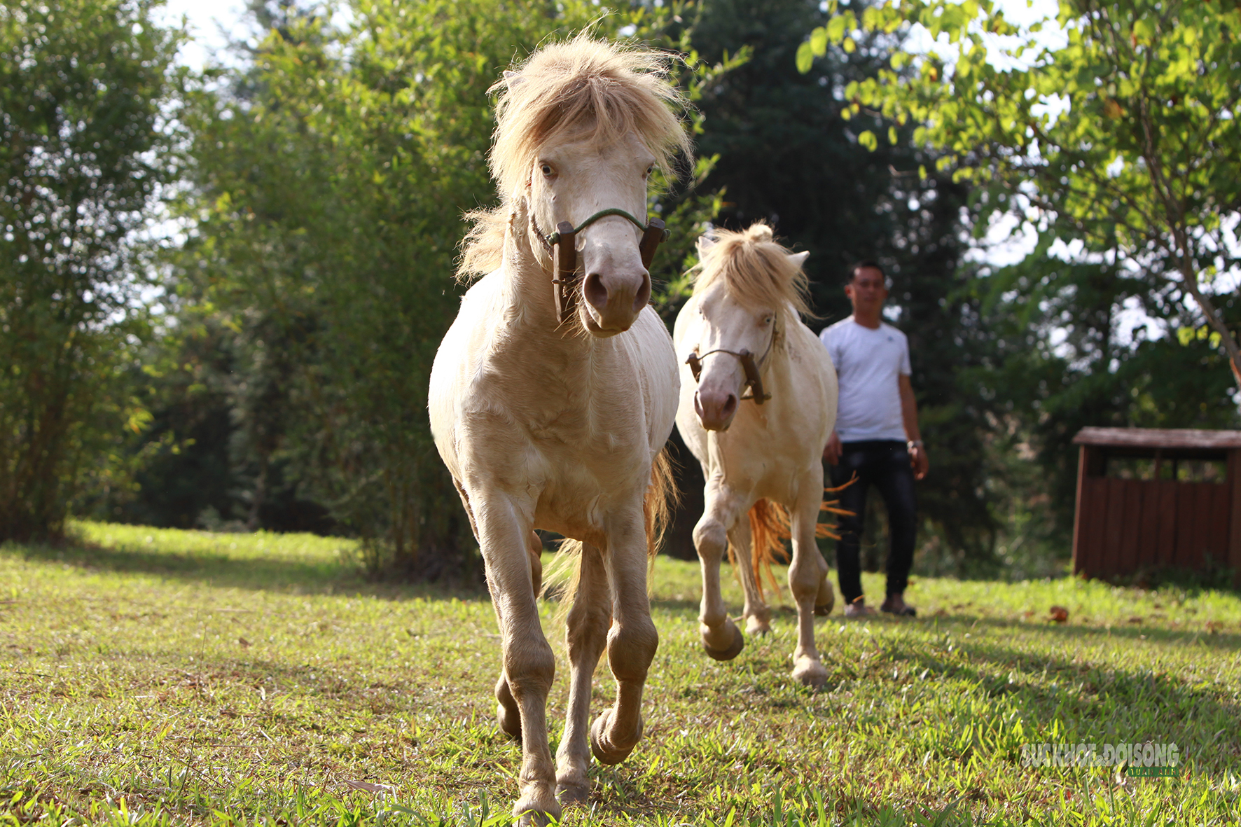 Ngựa bạch thong dong trên thảm cỏ trước khi bước vào màn đối đầu.