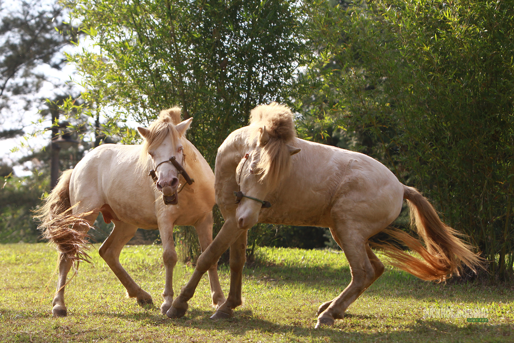 Hai chú ngựa tiếp cận, tư thế căng thẳng báo hiệu cuộc so sức sắp diễn ra.