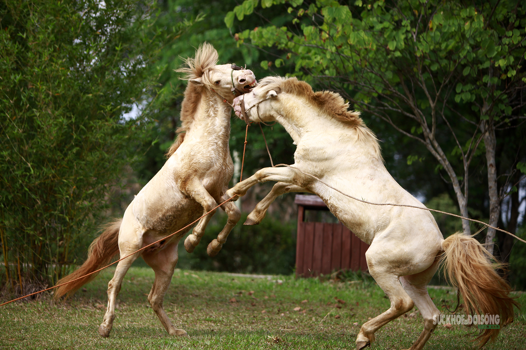 Những cú va chạm diễn ra nhanh, dứt khoát giữa không gian xanh.