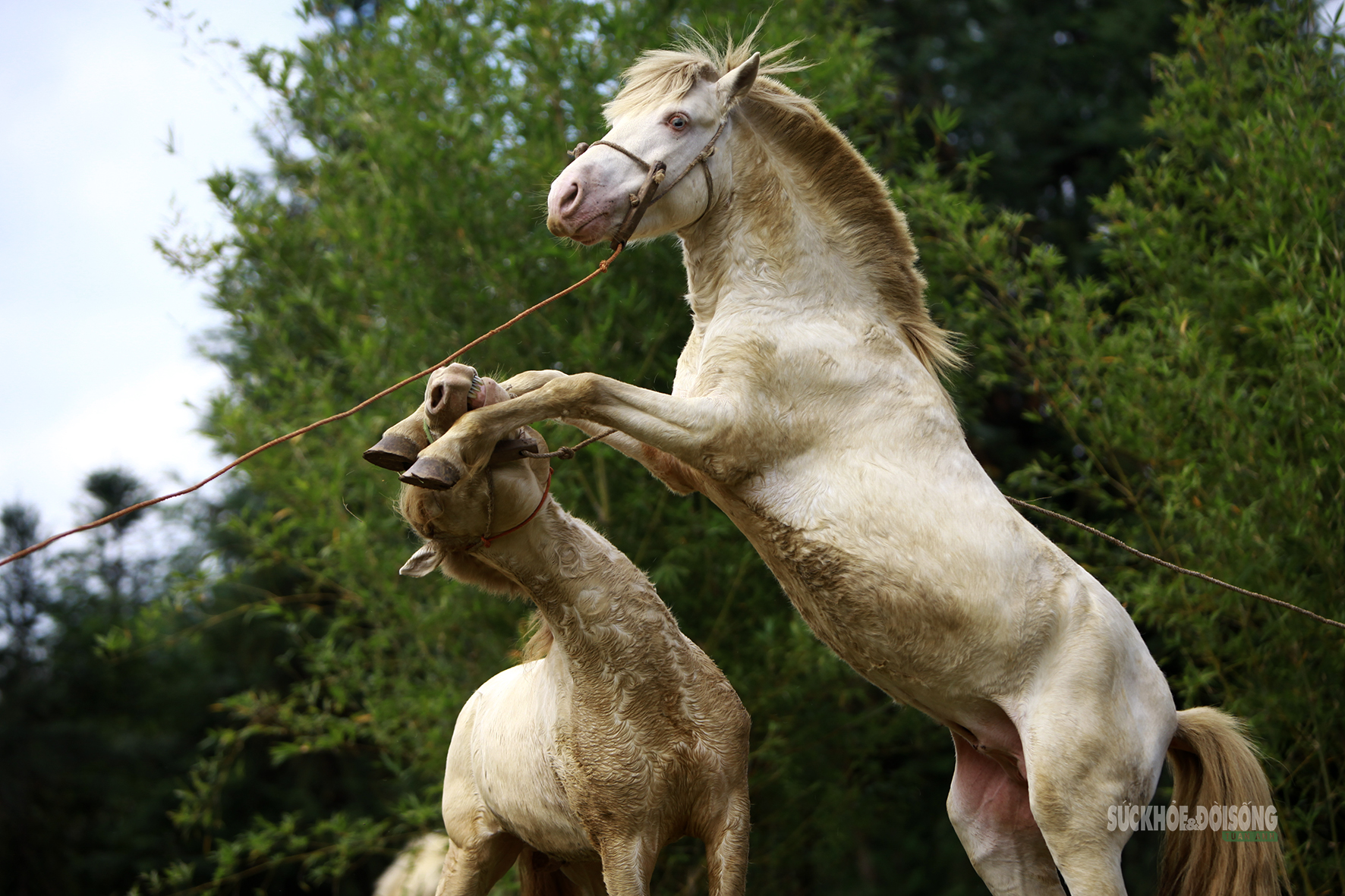 Chiêm ngưỡng ngựa bạch Hữu Kiên, amp;#34;báu vậtamp;#34; vùng cao giữa lòng Hà Nội - 6