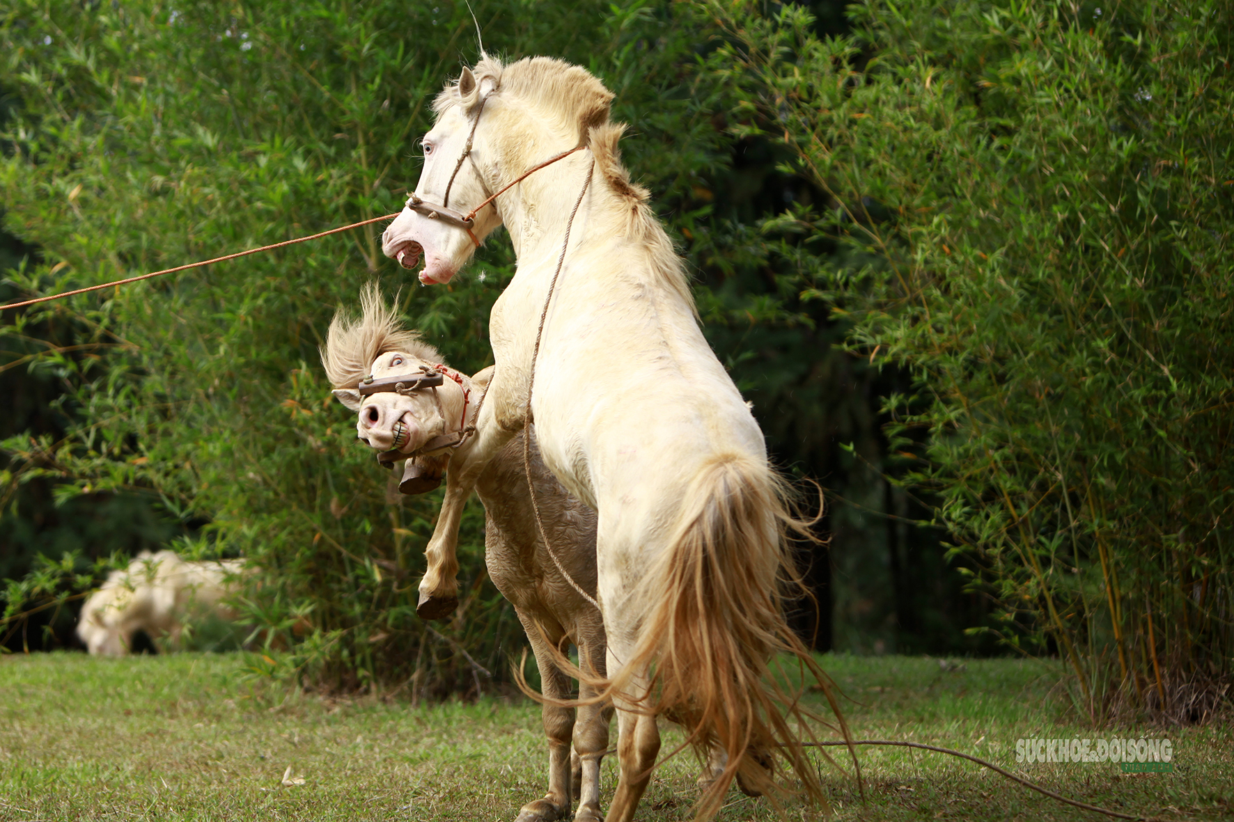 img src/upload/1-2026/images/2026-02-11/1770782026-nam-binh-ngo-ngam-ngua-bach-pho-dien-suc-manh-3-080-width1772height1181.jpg width660 /