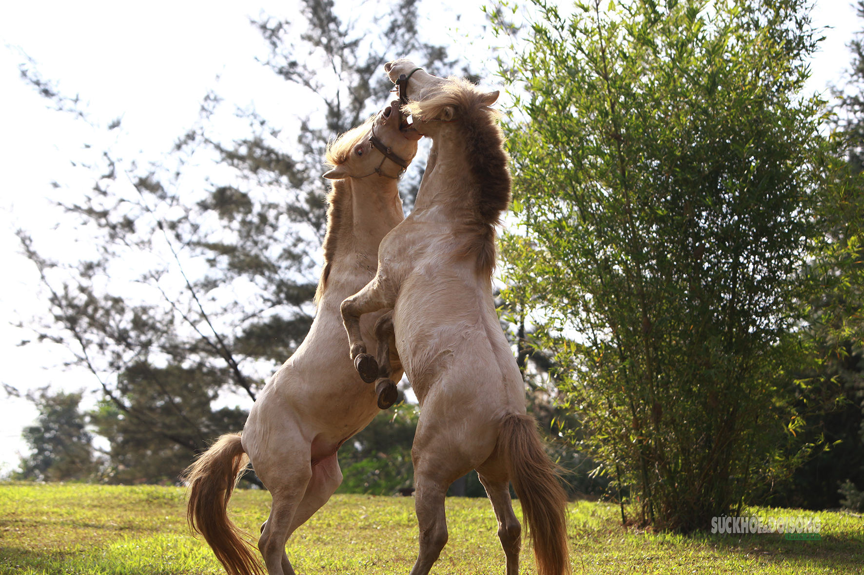 Chiêm ngưỡng ngựa bạch Hữu Kiên, amp;#34;báu vậtamp;#34; vùng cao giữa lòng Hà Nội - 8