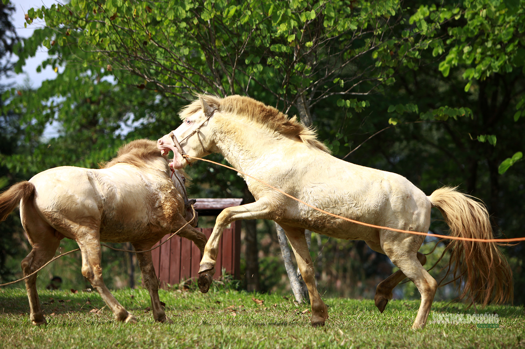 Màn trọi nhau ngắn ngủi nhưng quyết liệt, bộc lộ rõ bản năng hiếu thắng của loài ngựa.