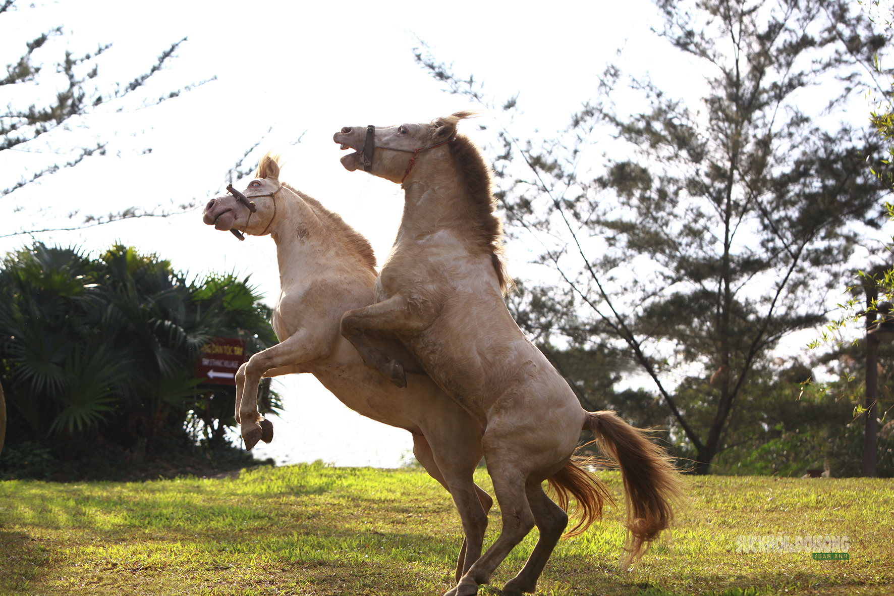 Chiêm ngưỡng ngựa bạch Hữu Kiên, amp;#34;báu vậtamp;#34; vùng cao giữa lòng Hà Nội - 10