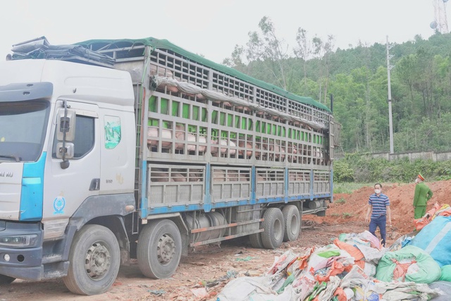 Xe ô tô chở hơn 15 tấn lợn nhiễm dịch tả lợn châu Phi bị Phòng Cảnh sát kinh tế phối hợp với Phòng Cảnh sát giao thông Công an tỉnh kịp thời phát hiện, ngăn chặn.