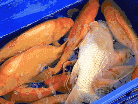 Gặp người dân TPHCM 15 năm đều đặn thả cá đưa ông Táo về trời