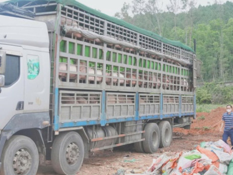 Ngăn chặn hơn 15 tấn lợn nhiễm dịch tả lợn châu Phi trước thềm Tết
