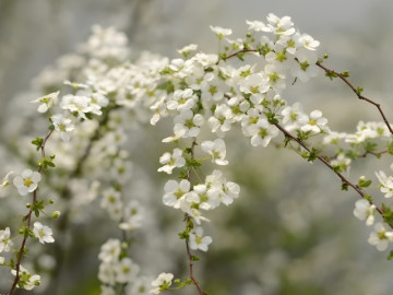 Nhà đẹp - 4 bước để có bình tuyết mai đẹp ngay từ lần đầu cắm