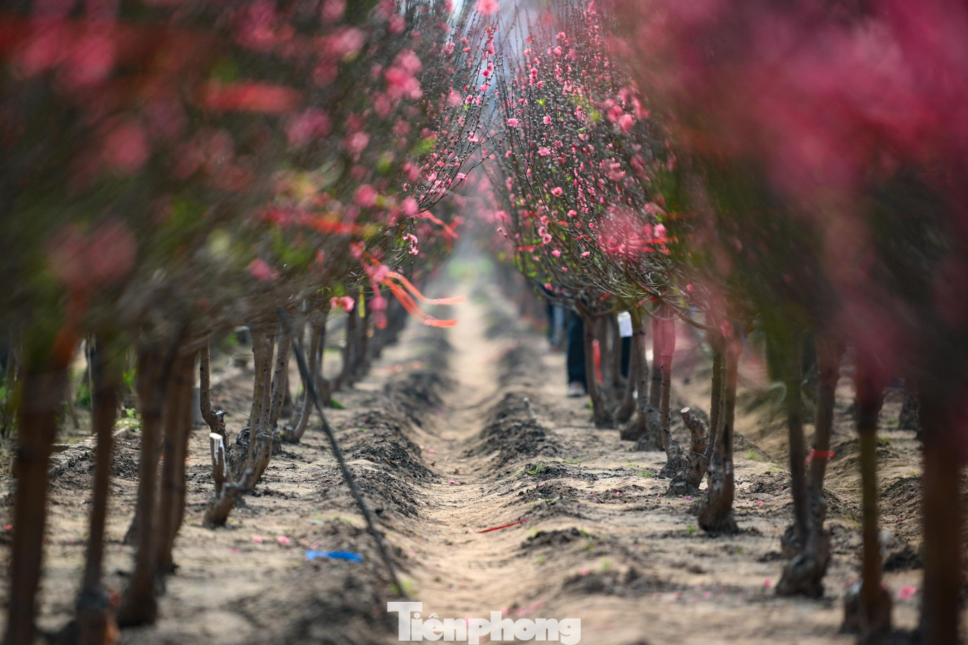 Thời điểm này mọi năm, nhiều vườn còn giữ được thế nụ khum chờ đúng dịp giao thừa. Tuy nhiên năm nay, không ít cây đã bung nở rực rỡ từ sớm do ảnh hưởng của đợt nắng ấm xen mưa nhỏ gần đây. Việc “hãm” hoa gần như không đạt hiệu quả.