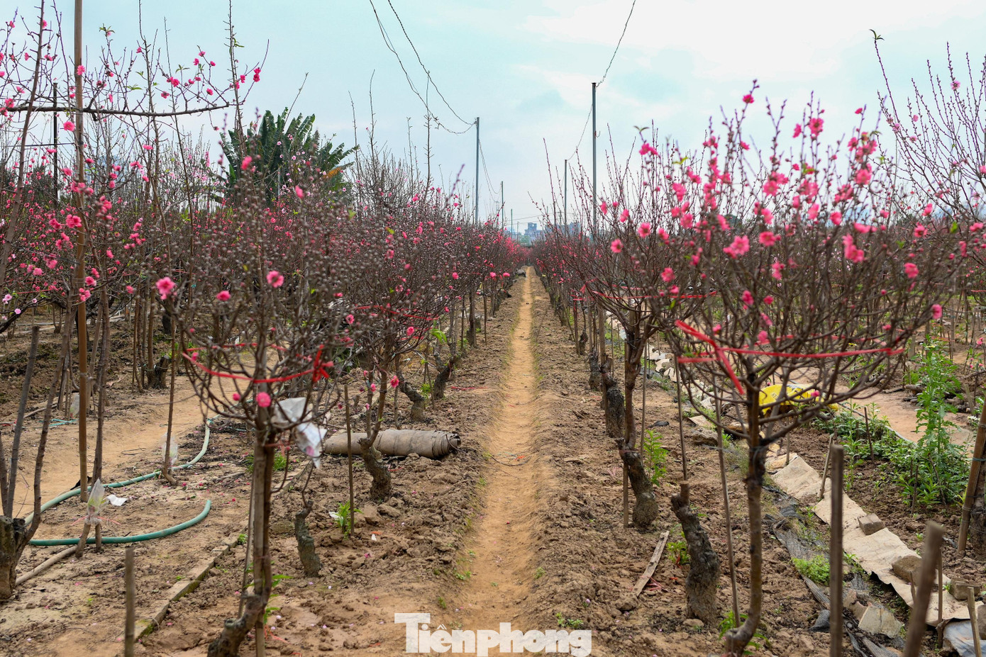 Giữa những tán đào hồng rực, chủ vườn tỉa bớt cành, giữ dáng cho cây và hạn chế hoa nở thêm. Với những cây đã nở rộ, nhiều hộ chấp nhận giảm giá hoặc chuyển hướng chăm sóc để dưỡng cây cho vụ sau.
