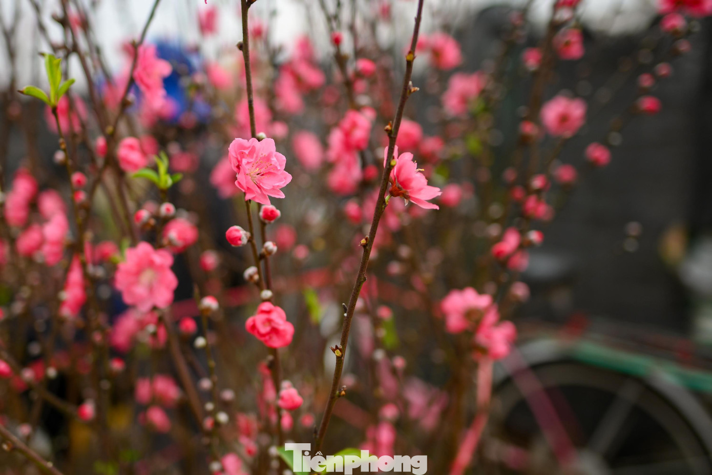 img src/upload/1-2026/images/2026-02-12/1770854151-tp-dao-nhat-tan00009-width1390height927.jpg width660 /