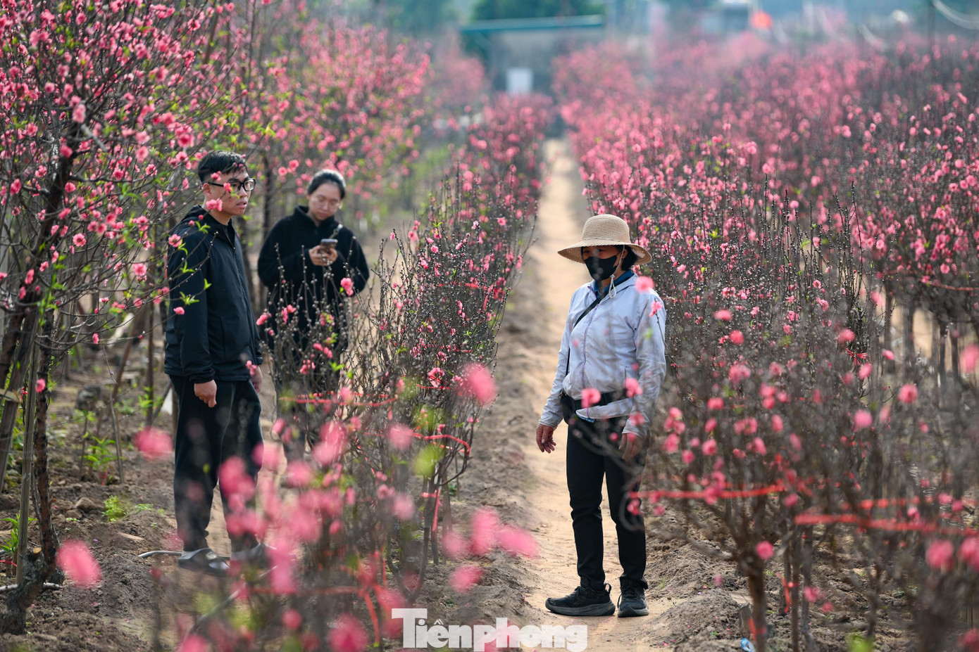 Ngày 24 tháng Chạp, không khí mua bán tại một số vườn không còn cảnh chen chân như các năm trước. Lượng khách đến xem chủ yếu là người mua cành nhỏ hoặc khách quen đã đặt trước. Các chủ vườn cho biết sức mua năm nay giảm rõ rệt.