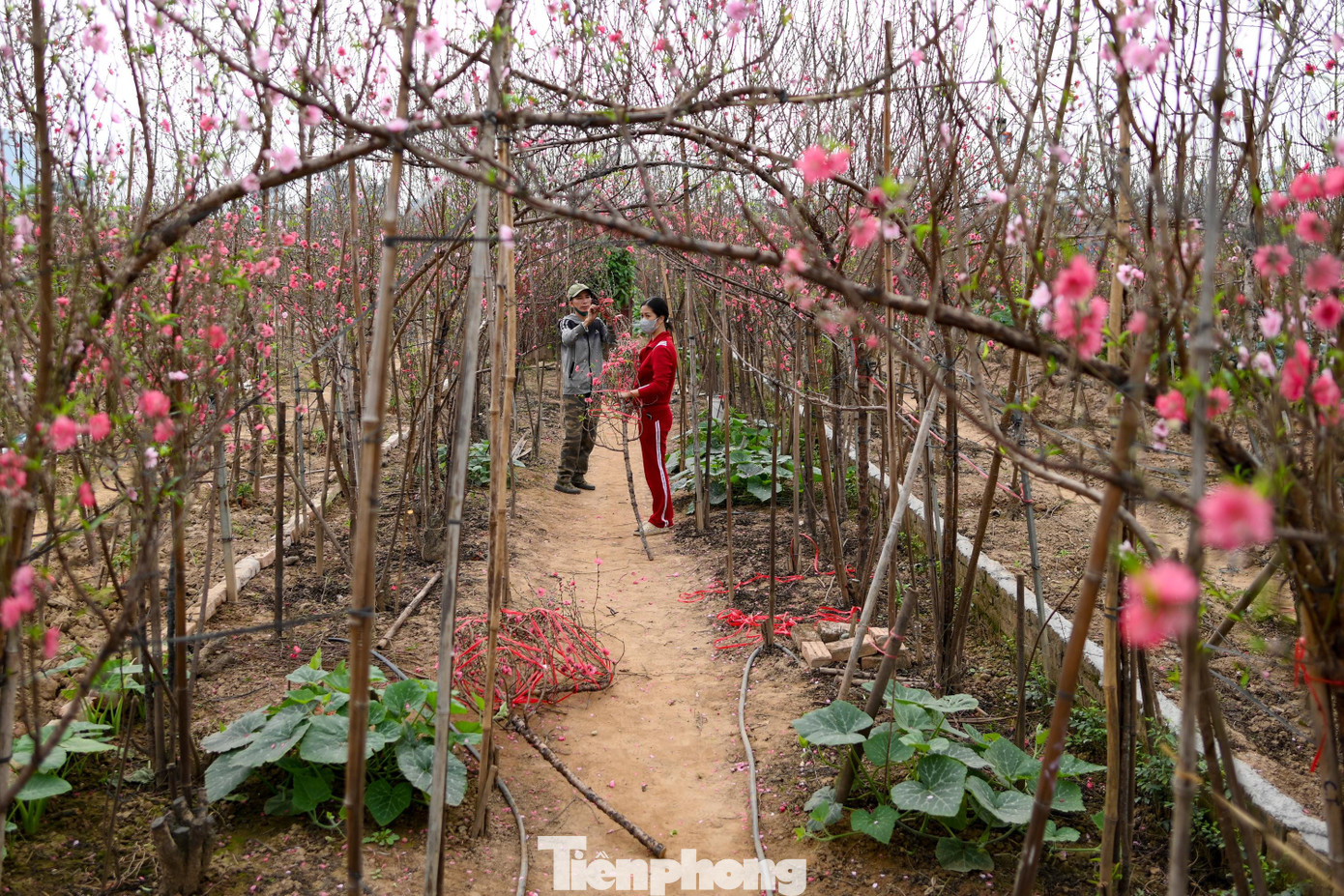 Phù hợp với không gian nhà phố và chung cư, cành đào huyền được ưa chuộng. Giá dao động 1-2 triệu đồng mỗi cành tùy kích thước. Trong khi đó, phân khúc đào thế, đào cổ thụ giá cao giao dịch chậm hơn.