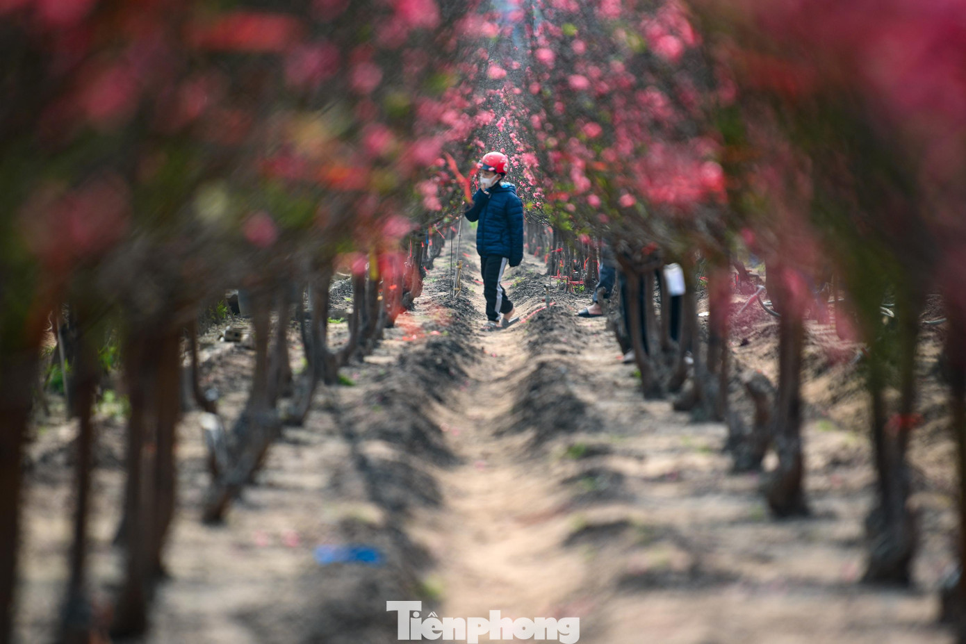 Chiều 24 tháng Chạp, một số gia đình đến tham khảo giá, chụp ảnh rồi cân nhắc. Anh Minh (ở Cầu Giấy) cho biết năm nay chọn cành đào nhỏ thay vì cây lớn như mọi năm. “Kinh tế khó khăn nên gia đình tiết giảm chi tiêu. Cành nhỏ vừa phải, giá khoảng 200.000-300.000 đồng là hợp lý”, anh nói.