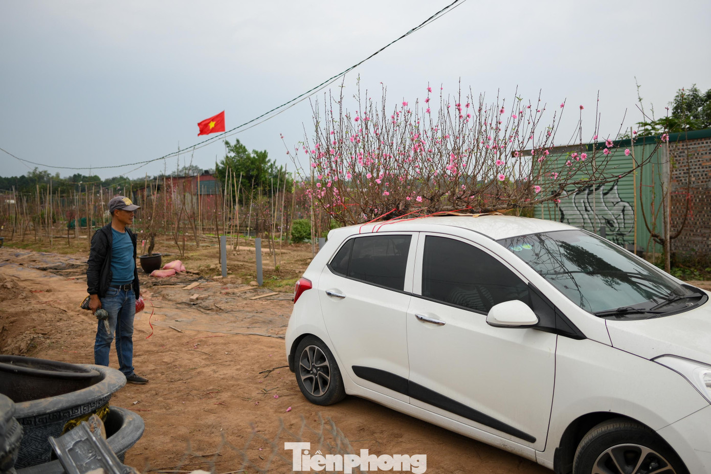 Dù hoa vẫn nở hồng khắp bãi bồi ven sông Hồng, người trồng đào Nhật Tân bước vào Tết Bính Ngọ với nhiều trăn trở. Sau một năm phụ thuộc vào thời tiết và con nước, họ mong giữ được vườn cây và giữ được nghề truyền thống của đất kinh kỳ.