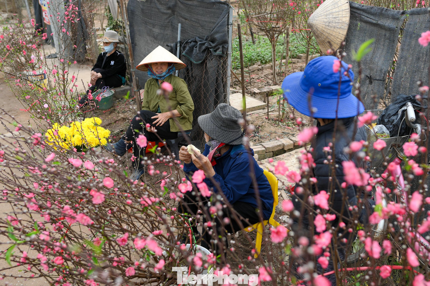 Chỉ còn ít ngày nữa là đến Tết Bính Ngọ 2026, nhưng không khí mua bán tại nhiều vườn đào khá trầm lắng.
