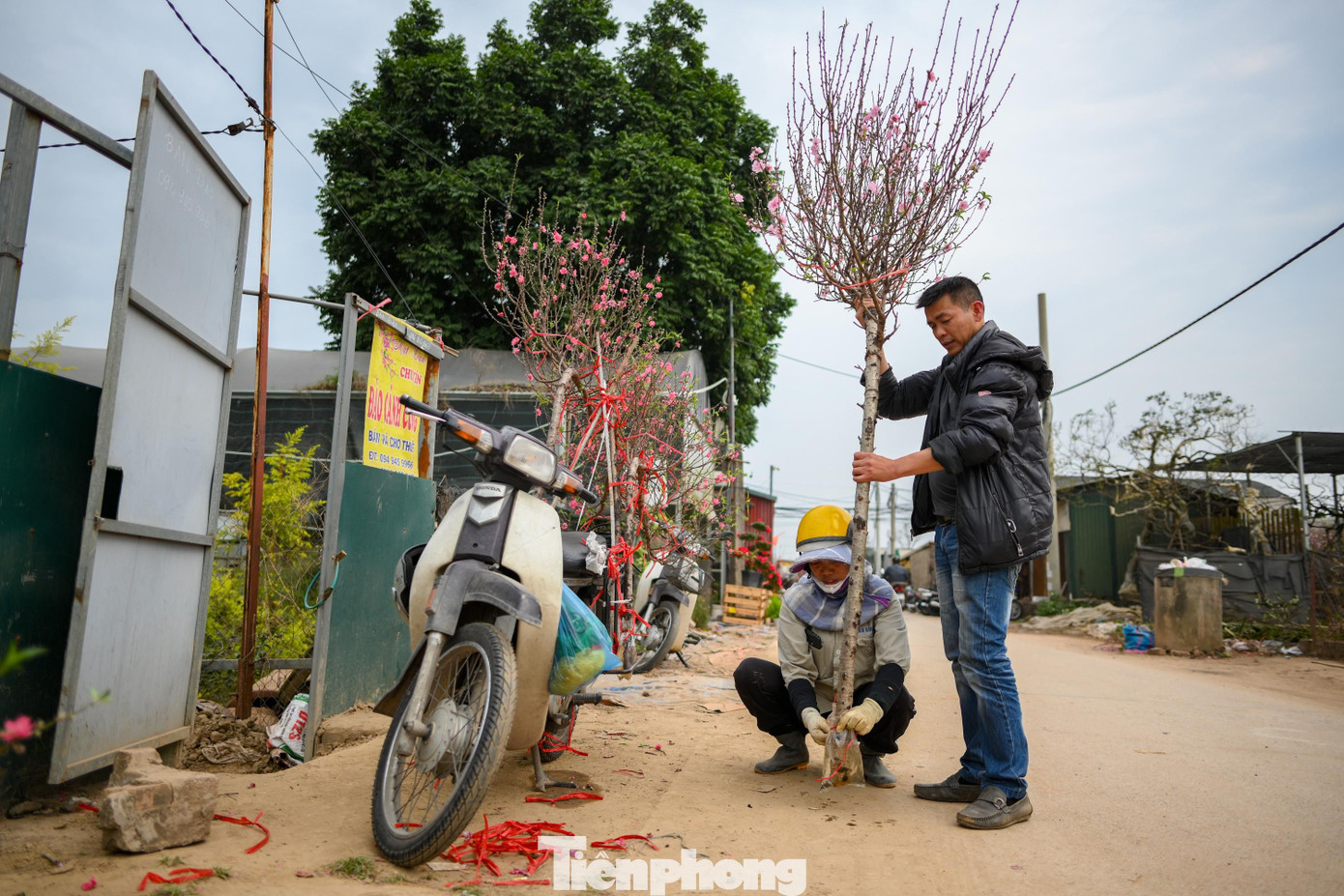 24 tháng Chạp: Đào nở sớm, khách thưa thớt, làng Nhật Tân như... mất Tết - 10