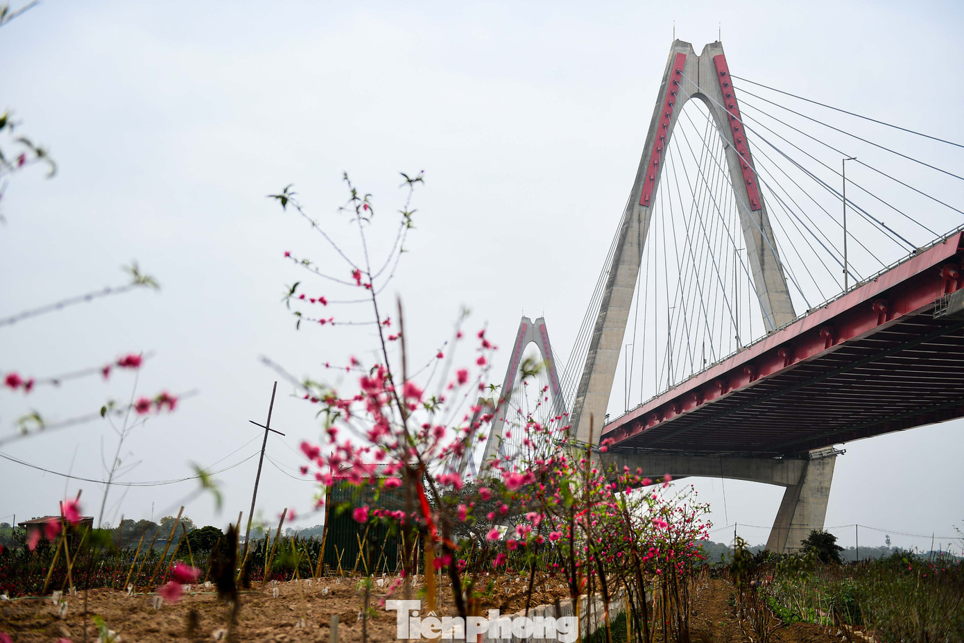 Tại khu vực Phú Thượng cách đó vài km, một số diện tích từng trồng đào nay đã chuyển sang hoa màu ngắn ngày. Sau ba tháng ngập úng, nhiều hộ mất trắng, không đủ vốn tái canh nên chọn phương án an toàn hơn để có thu nhập dịp cuối năm.