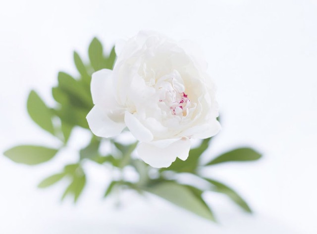 Năm 2026 đánh dấu giai đoạn tái cấu trúc của Xử Nữ. Màu trắng trở thành màu sắc quyền năng, tượng trưng cho sự rõ ràng, trật tự và khởi đầu mới. Ảnh minh họa