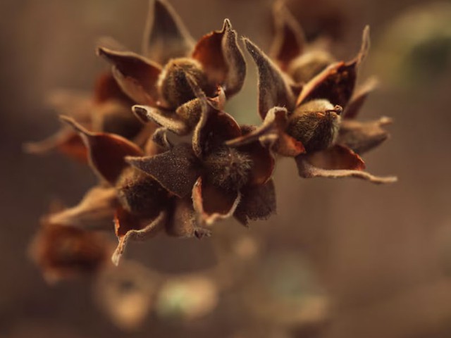 Ma Kết được khuyến khích sử dụng nâu whiskey đậm, gam màu tượng trưng cho sự bền bỉ và kỷ luật. Ảnh minh họa