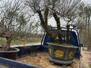 Clip Eva - Đào Bắc Nam tiến, số lượng năm sau tăng hơn năm trước