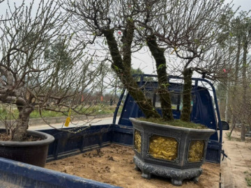 Đào Bắc Nam tiến, số lượng năm sau tăng hơn năm trước