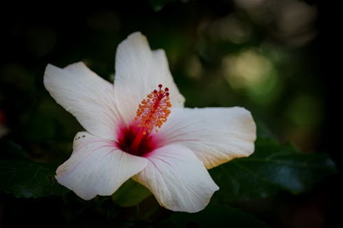 Hậu vận của người sinh ngày mùng 5 và 15 Âm lịch không chỉ rực rỡ cho bản thân mà còn mang lại vận khí may mắn cho gia đình - Ảnh minh họa.