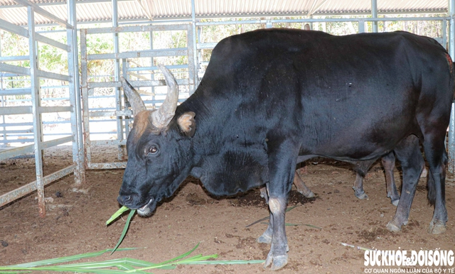 Cận Tết, đàn bò tót lai quý hiếm tại Vườn quốc gia Núi Chúa – Phước Bình được chăm sóc, bồi bổ đặc biệt nhằm bảo đảm sức khỏe và diện mạo đẹp nhất để phục vụ du khách tham quan. Ảnh: Duy Ngọc.