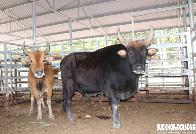 Đàn bò tót lai khoe vóc dáng vạm vỡ, sừng cong ấn tượng. Ảnh: Duy Ngọc.