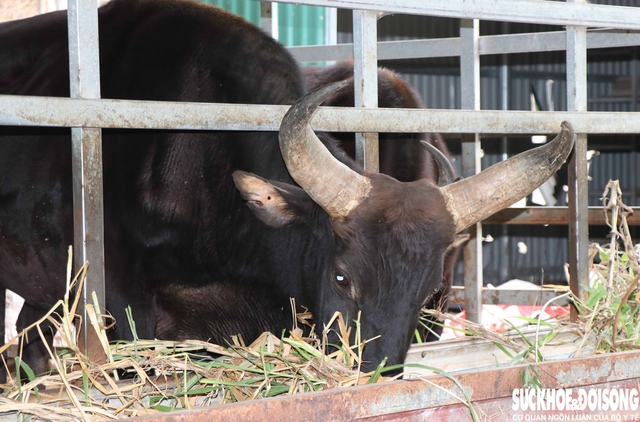 Nhờ chế độ dinh dưỡng khoa học và quy trình theo dõi nghiêm ngặt, đàn bò sở hữu vóc dáng vạm vỡ, bộ lông mượt óng và cặp sừng cong khỏe khoắn, ấn tượng. Ảnh: Duy Ngọc.