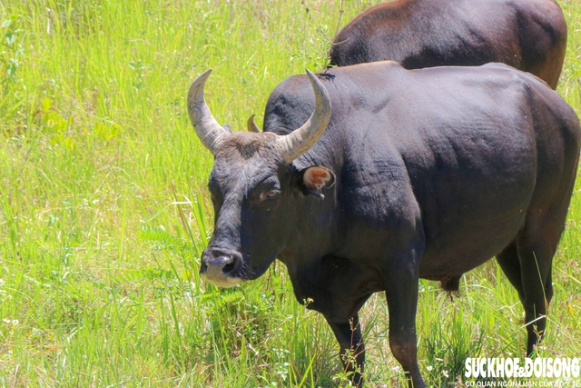 Đàn bò tót lai quý hiếm nổi bật giữa đại ngàn với tướng vóc vạm vỡ, bộ lông óng mượt và cặp sừng cong vút. Ảnh: Duy Ngọc