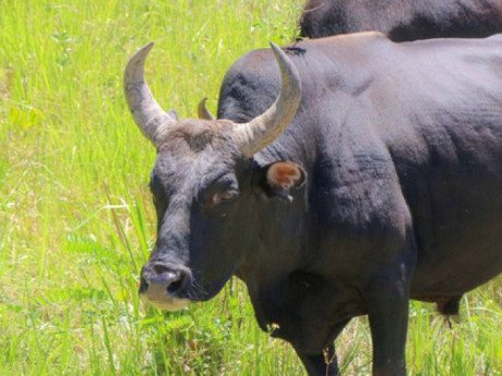 Ngắm đàn bò tót lai vạm vỡ sẵn sàng đón khách du xuân giữa núi rừng Khánh Hòa