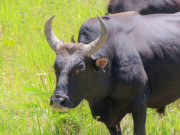 Lifestyle - Ngắm đàn bò tót lai vạm vỡ sẵn sàng đón khách du xuân giữa núi rừng Khánh Hòa