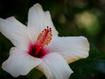 Bà bầu - Số hưởng từ trong trứng: Sinh vào 5 ngày Âm lịch này cuộc đời an nhàn, bình yên