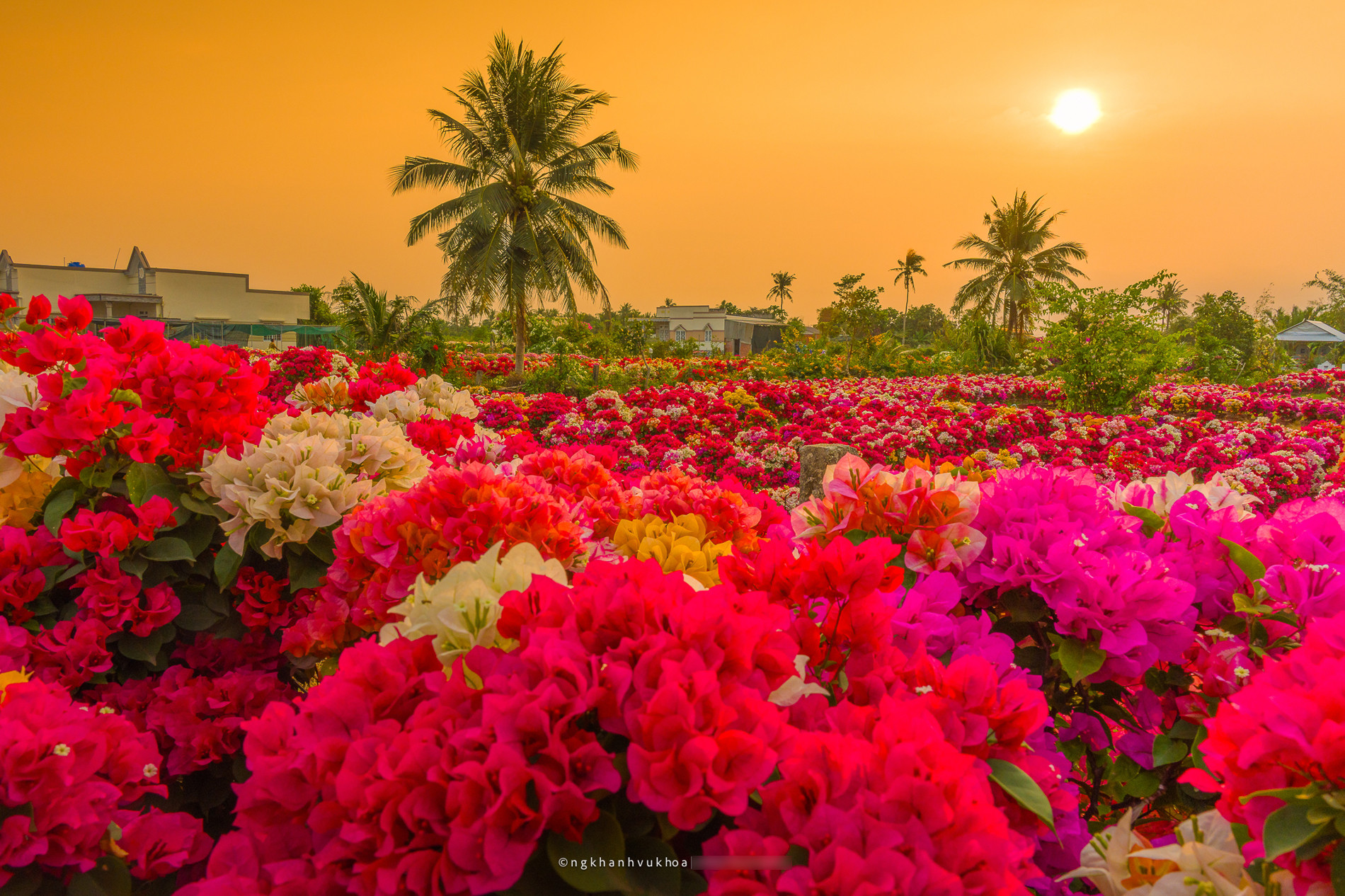 Làng hoa giấy đẹp mê ở Vĩnh Long dịp giáp Tết, khách vượt xa tới check-in - 7