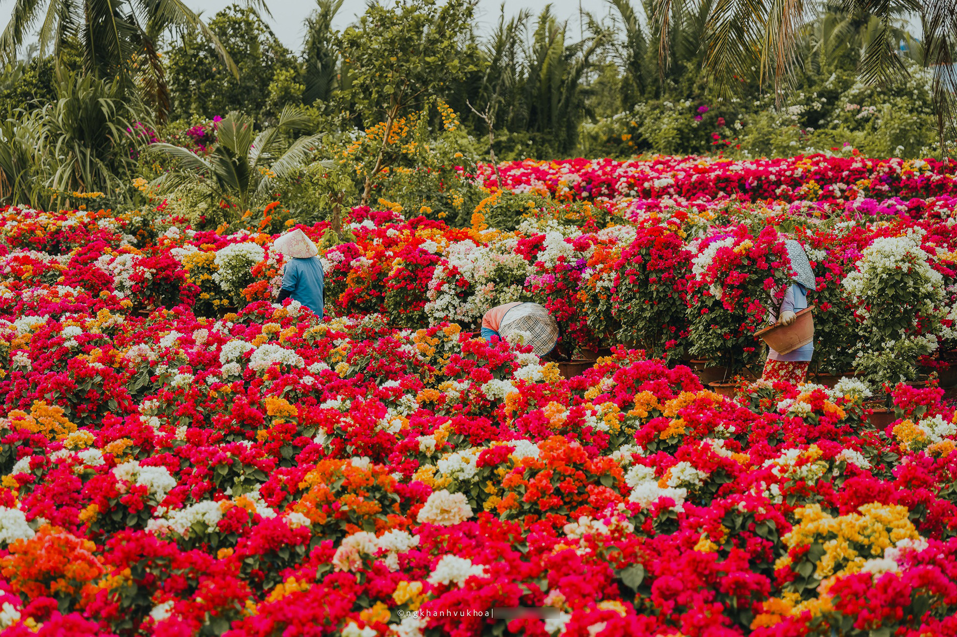 Làng hoa giấy đẹp mê ở Vĩnh Long dịp giáp Tết, khách vượt xa tới check-in - 5