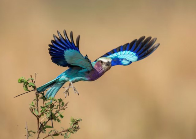 Không chỉ giỏi vun vén, phụ nữ sinh ngày 17 Âm lịch còn có tham vọng và chí tiến thủ. Ảnh minh họa