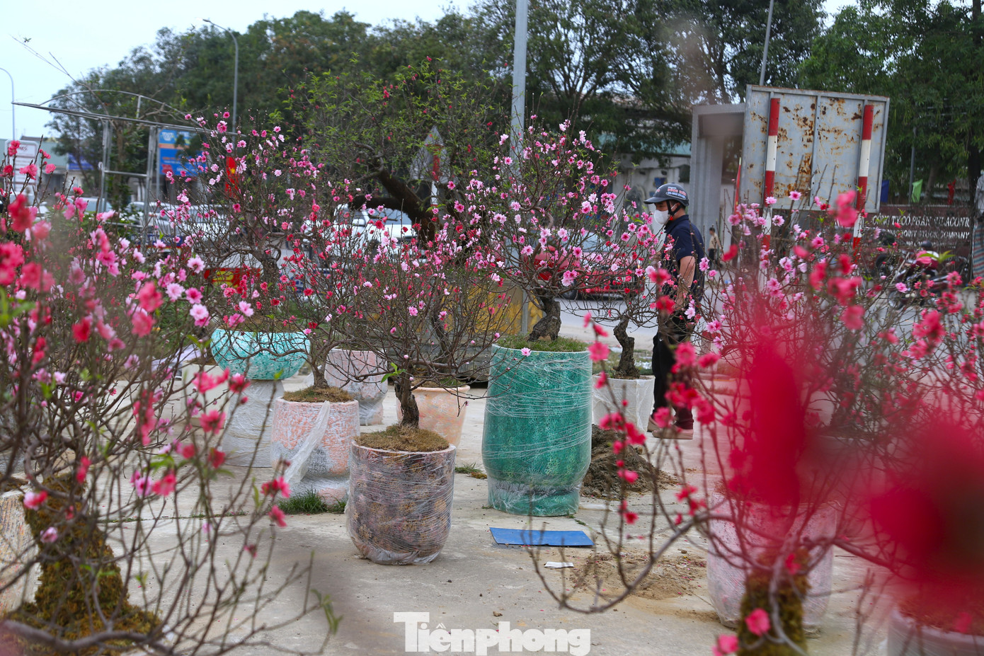 Ghi nhận ngày 14/2 (tức ngày 27 Tết), dọc nhiều tuyến phố trung tâm tỉnh Nghệ An không khí mua sắm hoa xuân trầm lắng. Hàng trăm gốc đào đã nở bung, cánh rụng lả tả. Tiểu thương buộc phải treo biển “xả hàng”, nhưng lượng khách vẫn thưa thớt, nhiều người chỉ dừng lại xem rồi đi.