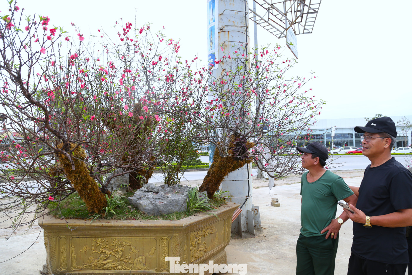 Anh Nguyễn Tuấn Đức (chủ một điểm bán đào ở phường Vinh Phú) cho biết, đợt nắng ấm kéo dài từ giữa tháng Chạp khiến đào “chạy lịch”, nở sớm hơn dự tính gần chục ngày. Dù đã treo biển “xả đào” 2 ngày qua nhưng anh vẫn còn hơn nửa số đào chưa bán được. “Những cây đào này từng chào bán 4 - 5 triệu đồng nay giảm chỉ còn khoảng 1 triệu đồng để “cắt lỗ”. Giá giảm kịch sàn rồi nhưng sức mua vẫn yếu, anh Đức chia sẻ.