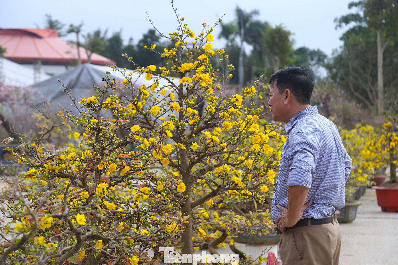 Nắng ấm cũng khiến mai bung nở rực rỡ, tiểu thương ngồi “ngóng” khách.