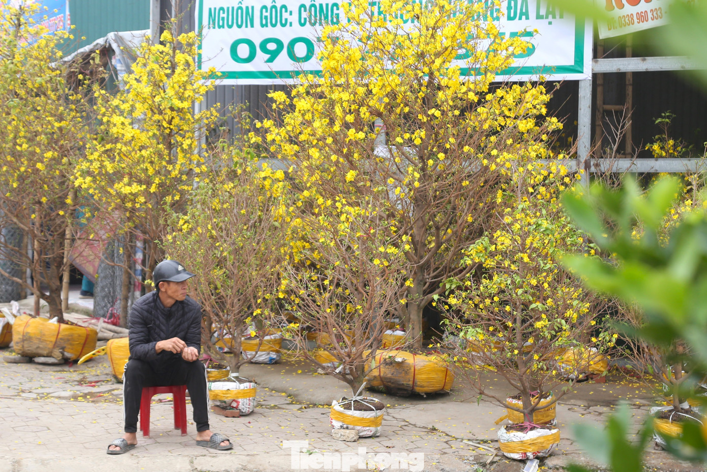 Quất sale đồng giá, đào xả kịch sàn vẫn vắng khách ngày 27 Tết - 6