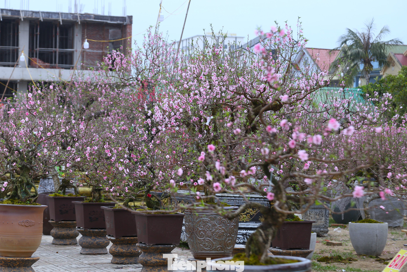 Một số khách cho biết, họ ngại mua đào đã nở nhiều vì sợ mang về vài hôm là rụng hết, chơi không trọn Tết.