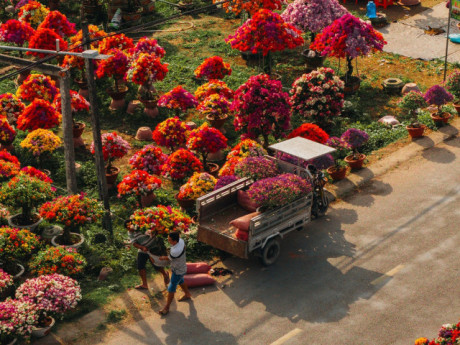 Làng hoa giấy đẹp mê ở Vĩnh Long dịp giáp Tết, khách vượt xa tới check-in