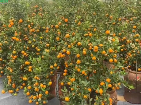 Quất cảnh giá ổn định, đa dạng mẫu mã, quất mini đắt khách