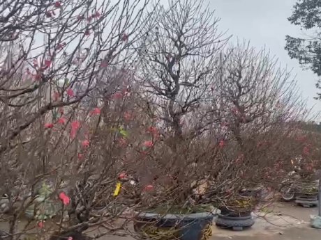 Chơi đào ngày Tết, thói quen khó bỏ của người dân miền Bắc